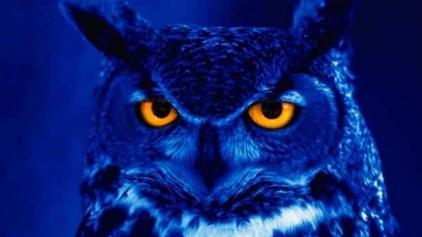 Photograph Alice Mozingo Blue Owl on One Eyeland